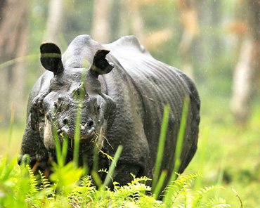 Wildlife